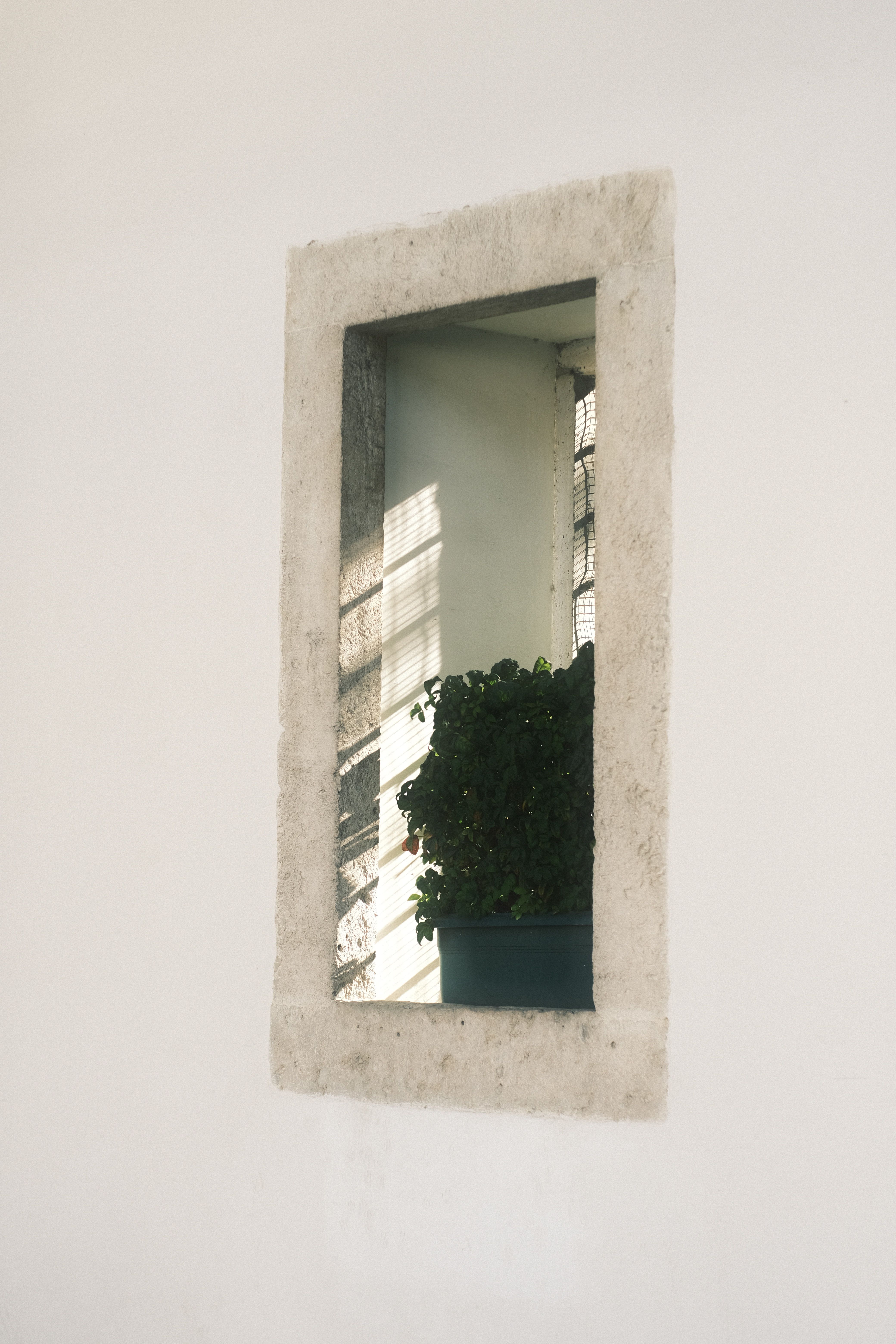 A minimalist reflection of a potted plant through a rectangular window with concrete frame.