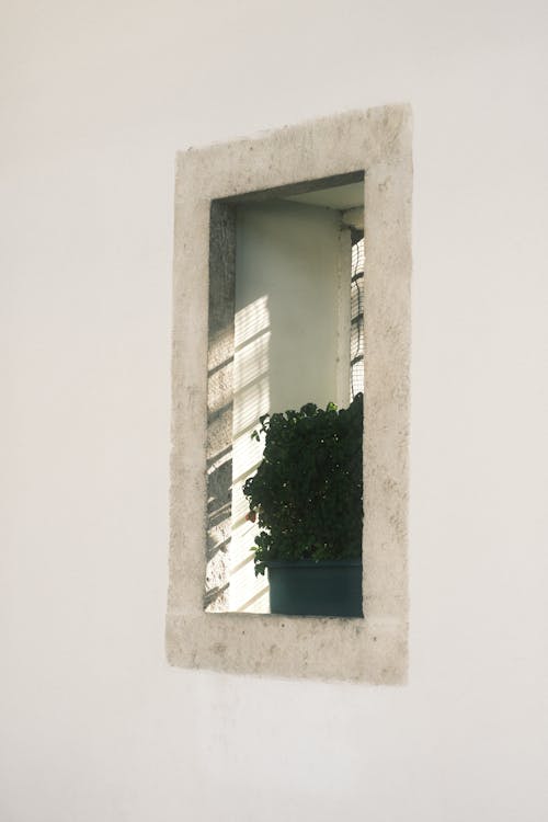 Free Green Tree on White Concrete Window Stock Photo