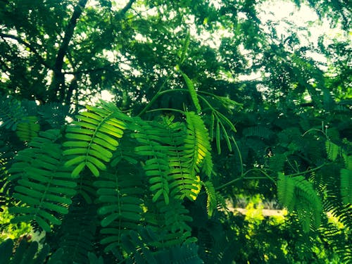 Free stock photo of evergreen, green leaf, green leaves