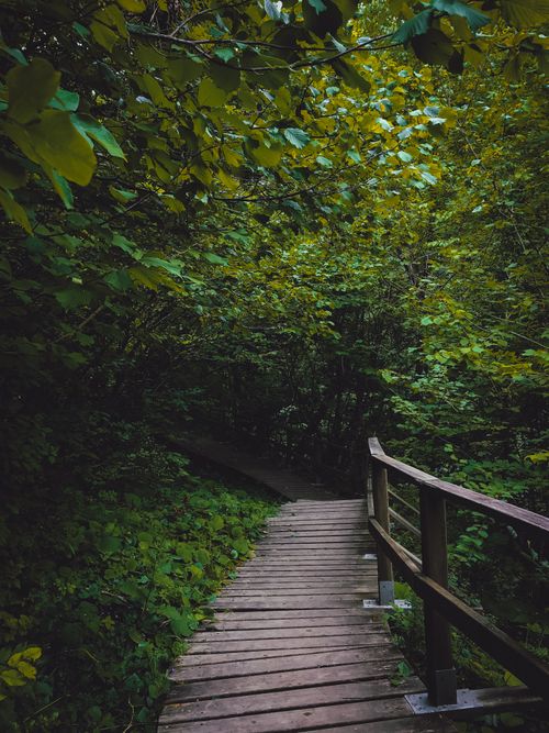 Free Tranquil view of a wooden boardwalk surrounded by dense green foliage in a peaceful forest setting. Stock Photo