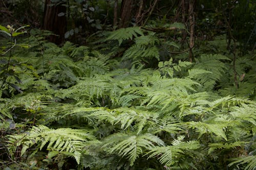 Gratis lagerfoto af bregne planter, miljø, plantefotografering