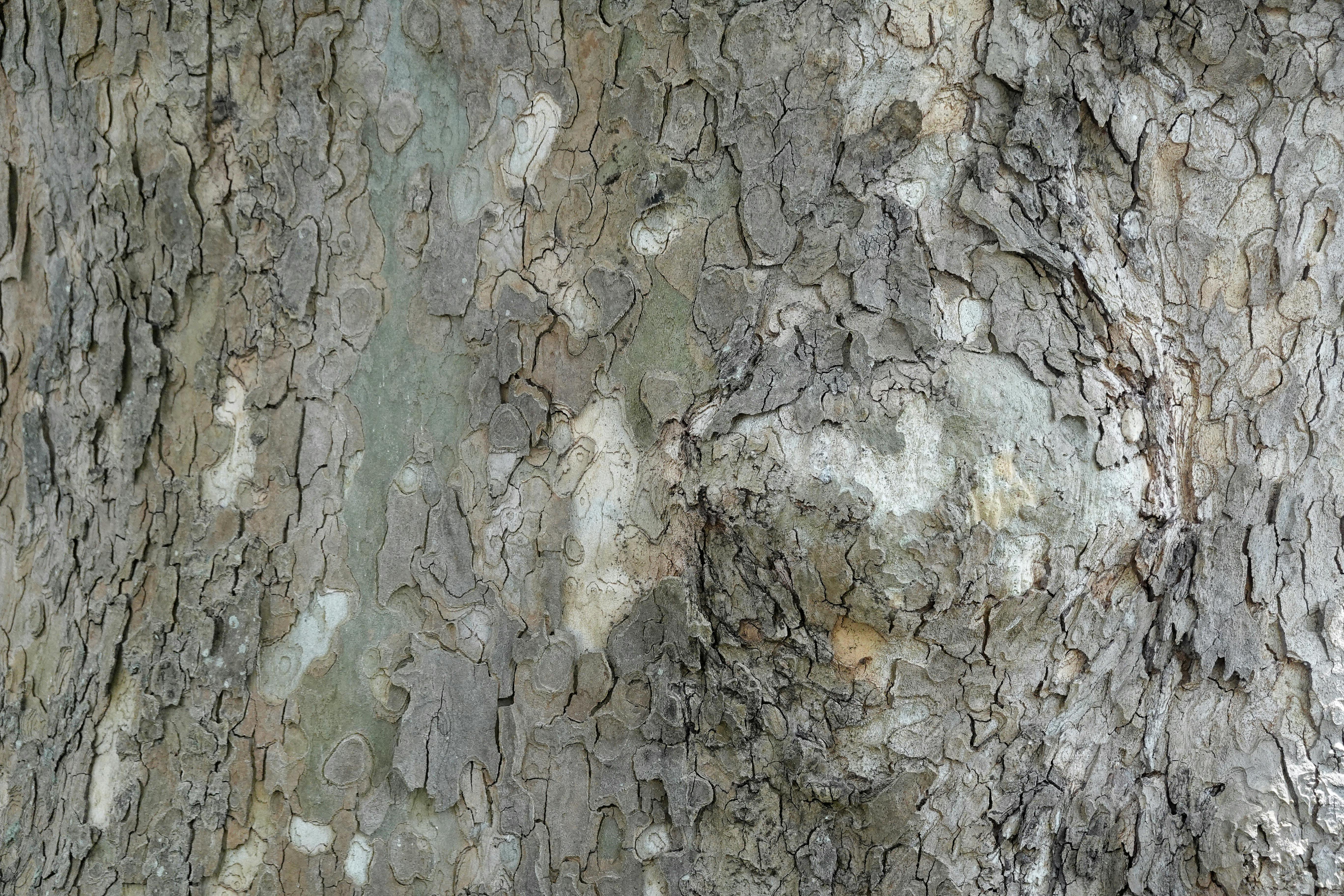 Detailed close-up of a tree trunk showing natural texture and bark patterns.