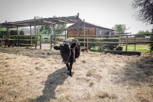 Gratis stockfoto met boerderij, dierenfotografie, koe Stockfoto
