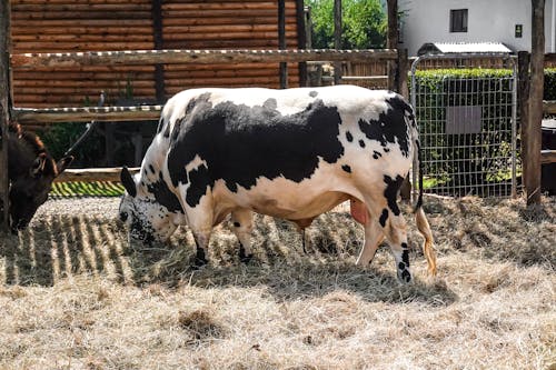 White and Black Cow on Brown Grass