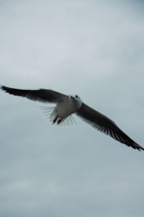 날으는, 동물, 새의 무료 스톡 사진
