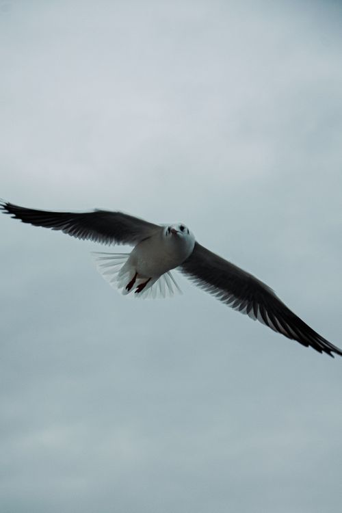Free A seagull gracefully flying across an overcast sky, captured in Baku, Azerbaijan. Stock Photo