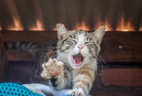 Brown Tabby Cat in Close Up Shot