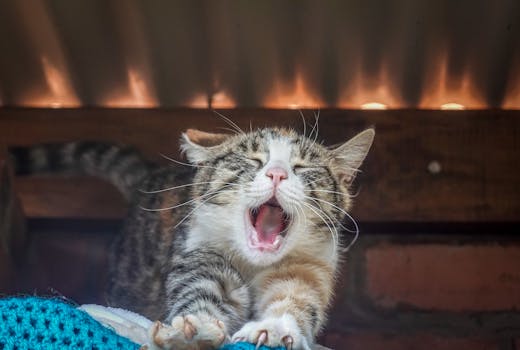 Close-up of a yawning tabby cat indoors with natural lighting.