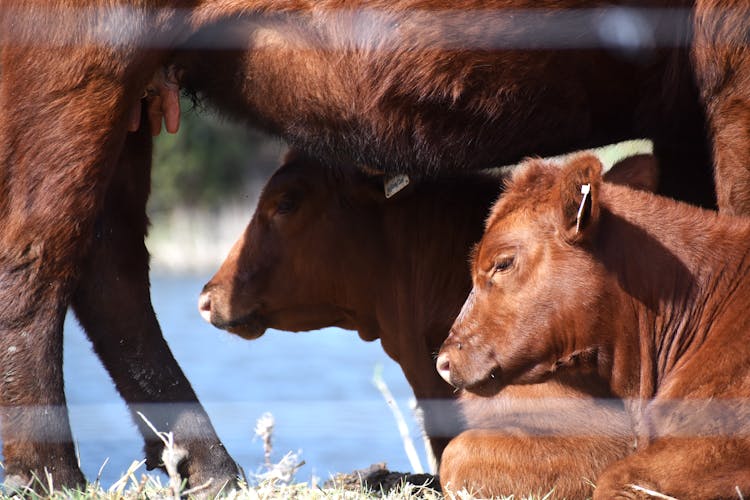 Brown Calves On The Ground