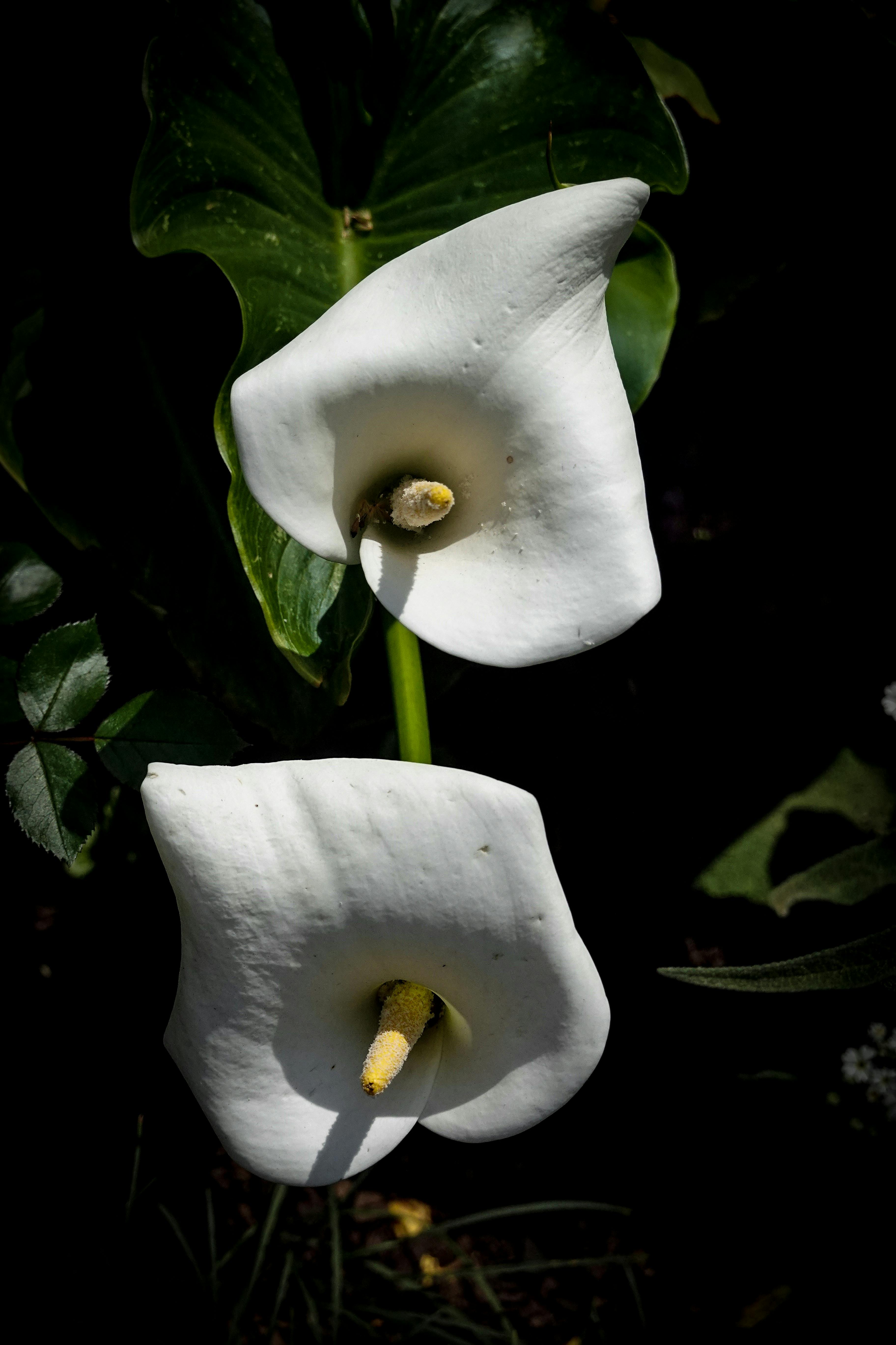 Arum Lily Photos, Download The BEST Free Arum Lily Stock Photos & HD Images