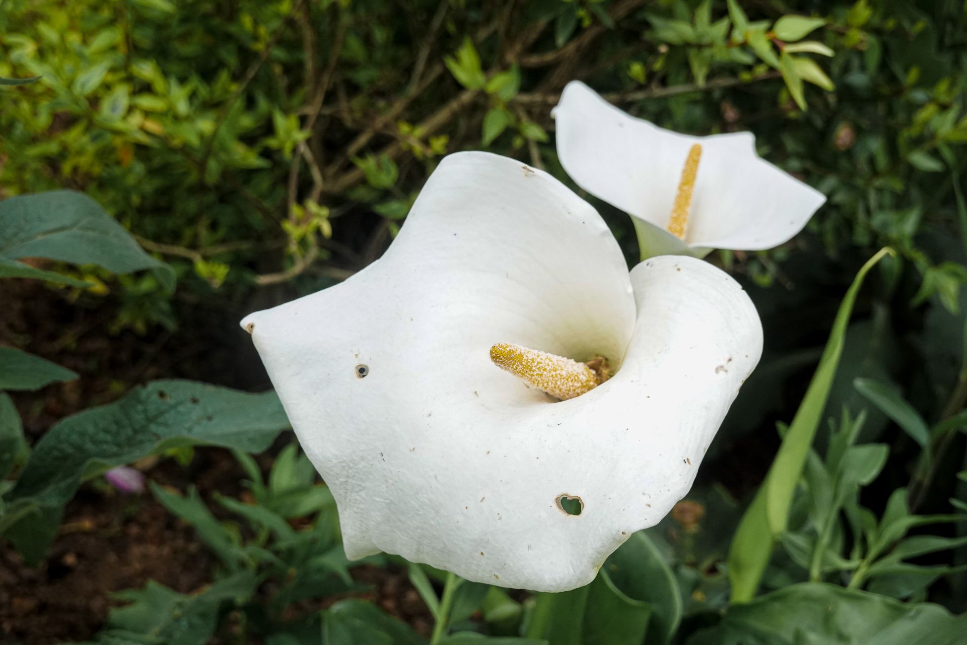 Detailed close-up of a white arum lily bloom with natural greenery background.