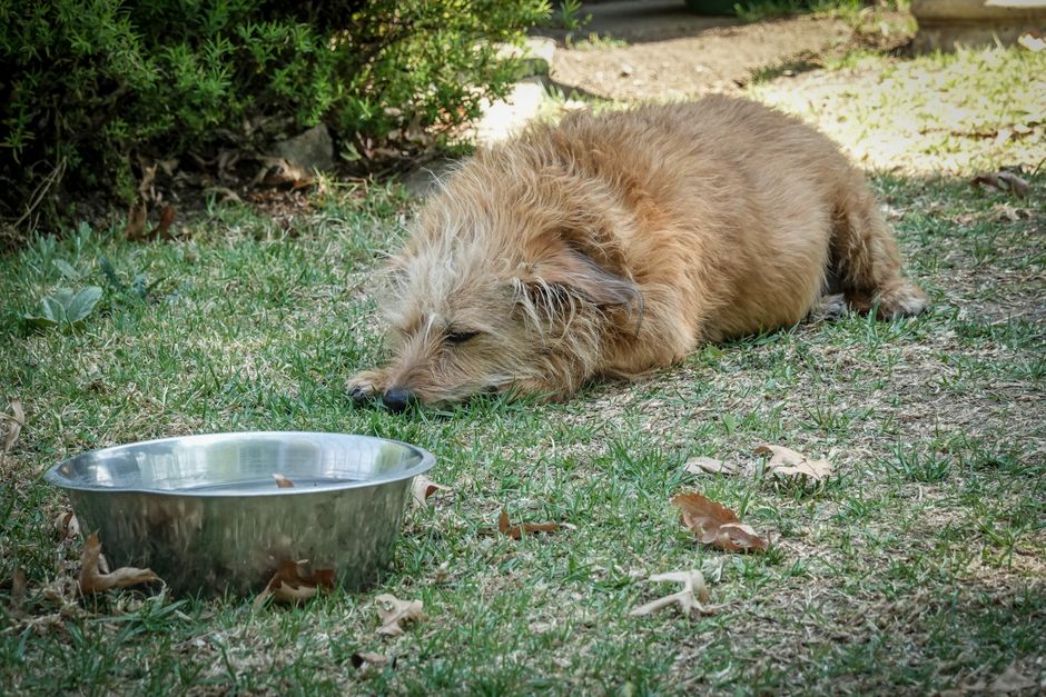 Puppy Not Eating But Acting Normal — When to Wait, When to Worry
