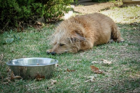 Why Is My Dog Not Drinking Water but Eating? 7 Causes to Check
