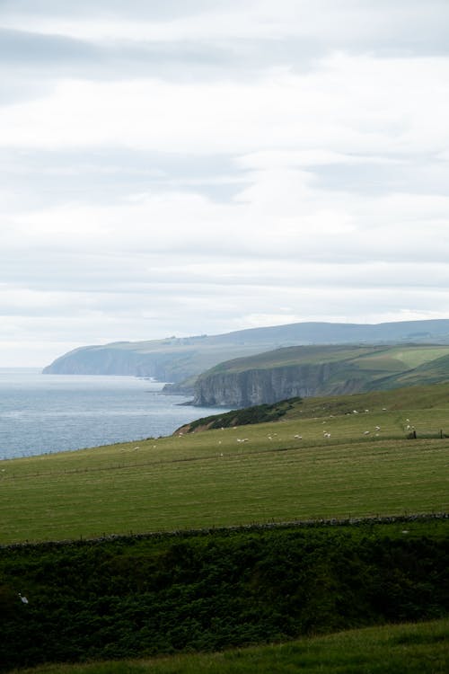 Green Grass on Seashore Cliffs near Caithness, Scotland, UK