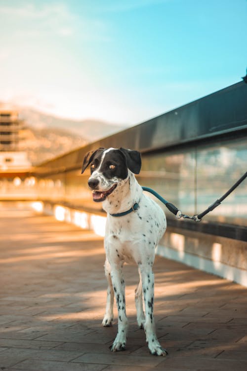 Foto profissional grátis de amigo, animal, animal de estimação