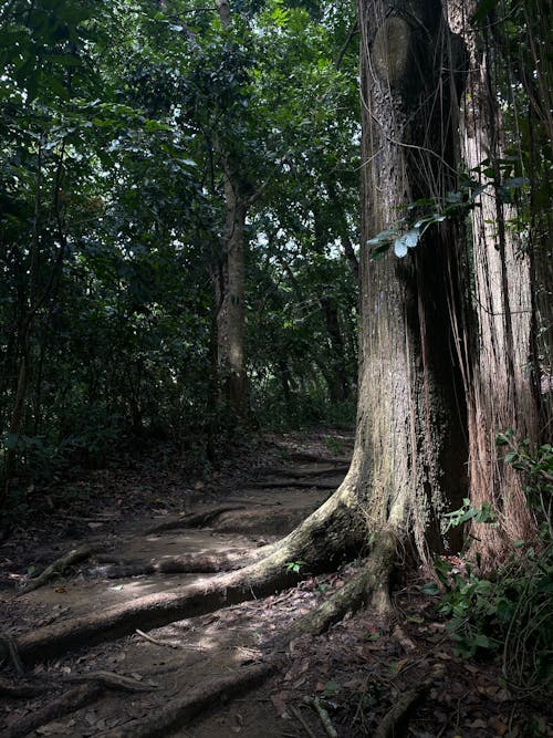 Foot Trail in the Forest