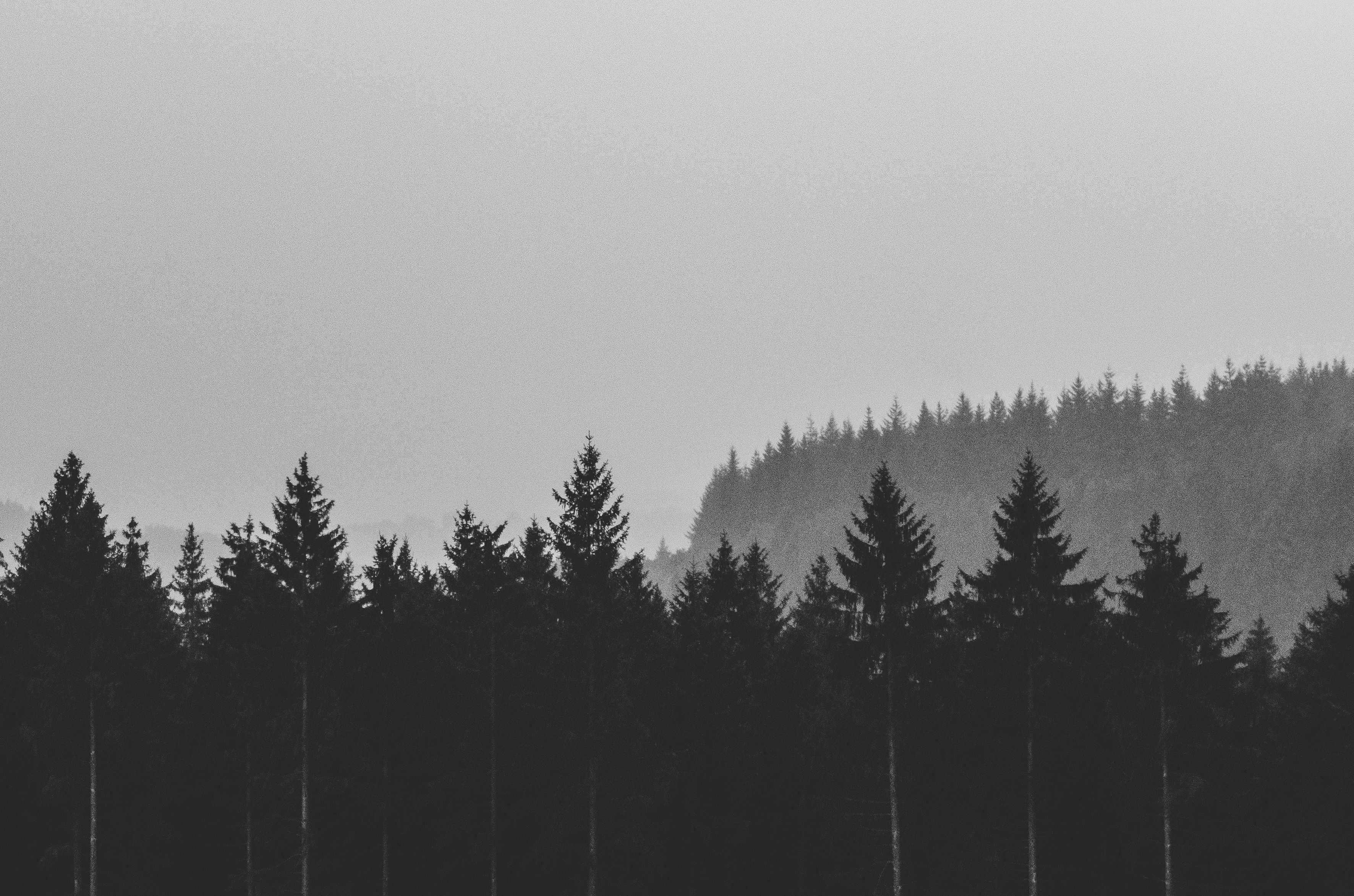 Silhouetted Conifer Trees in a Mountain Area in Fog · Free Stock Photo