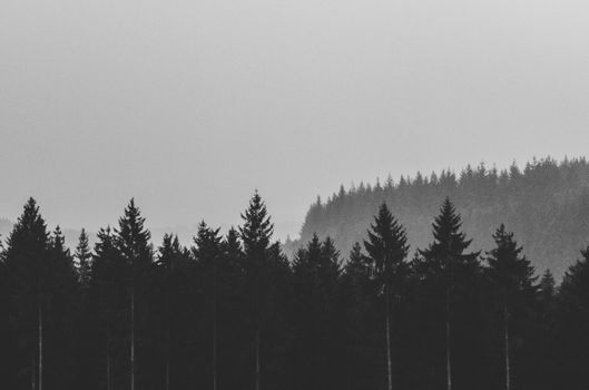 Dramatic black and white silhouette of a foggy, evergreen forest.