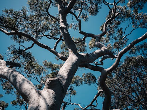 бесплатная Бесплатное стоковое фото с ветви, высокий, голубое небо Стоковое фото