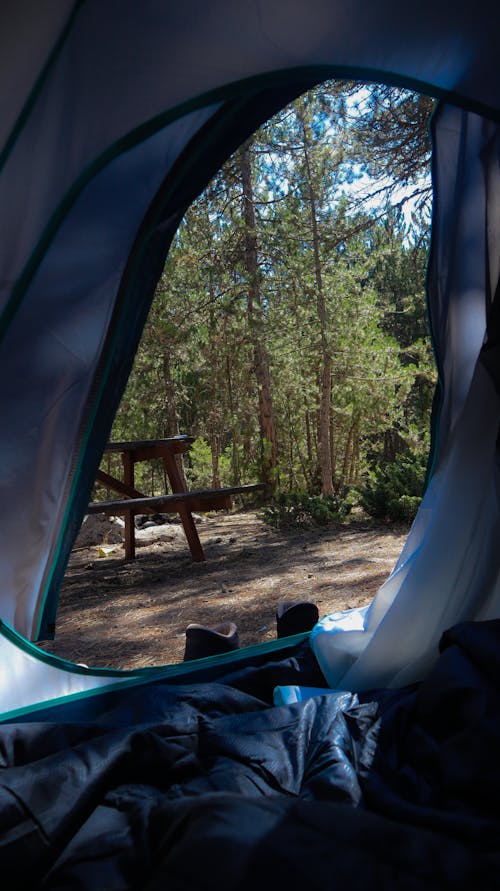 Free stock photo of camping, tent, tree