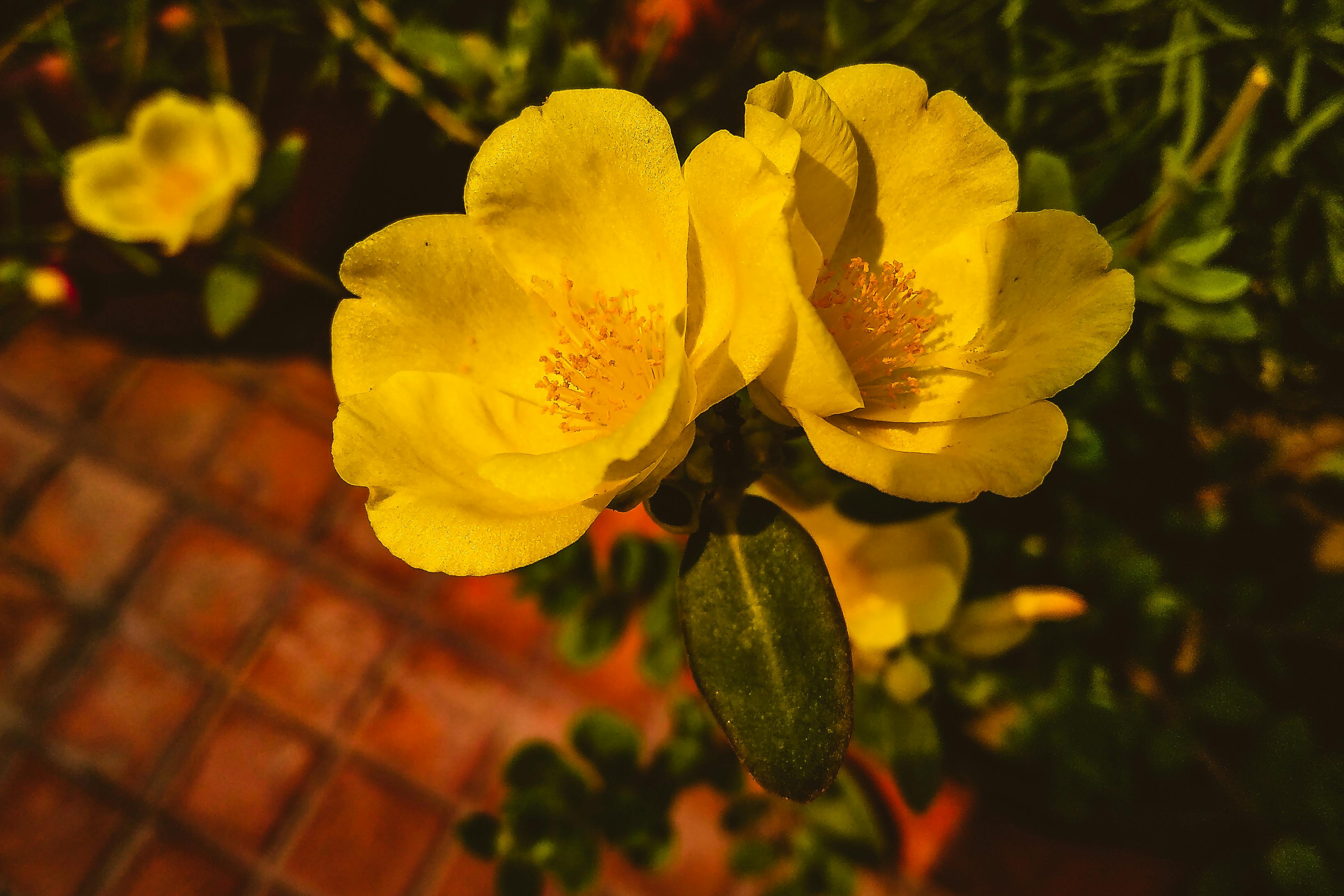 Unduh 91+ Background Dedaunan Kuning Gratis