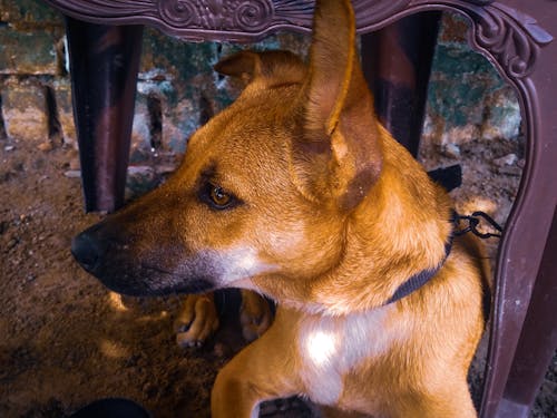 Free stock photo of chair, dog