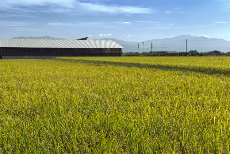 Modern Agricultural Barn In The Farm