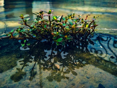 Kostenloses Stock Foto zu klares wasser