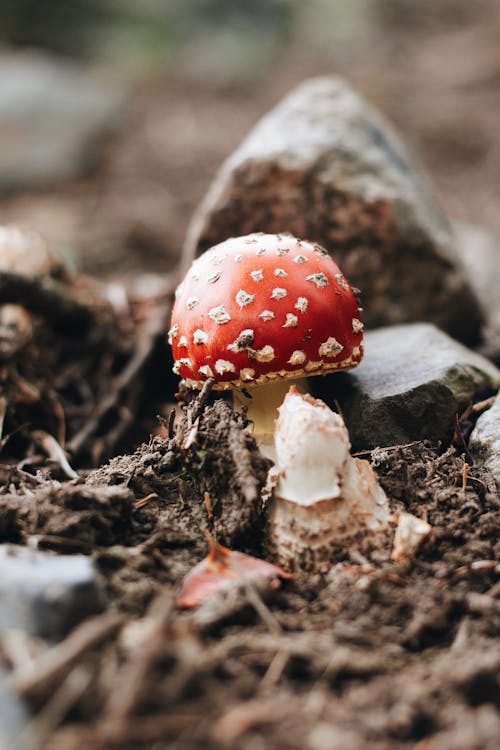 Close-Up Shot of a Mushroom