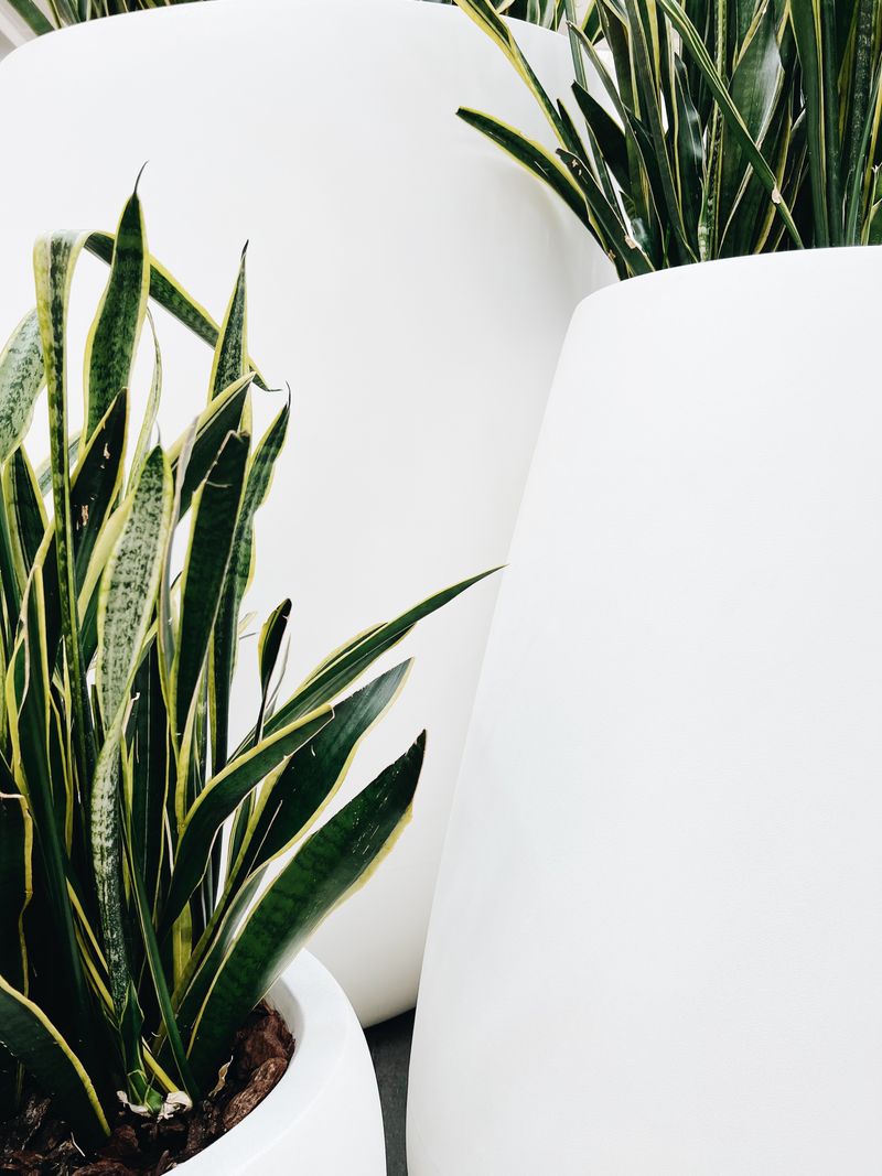 Sansevieria im minimalistischen Topf