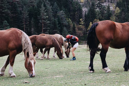 Brown Horses on the Grass Field