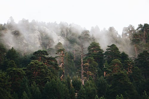 Green Trees Covered With Fog