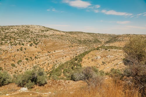 Imagine de stoc gratuită din arbuști, arid, atrăgător