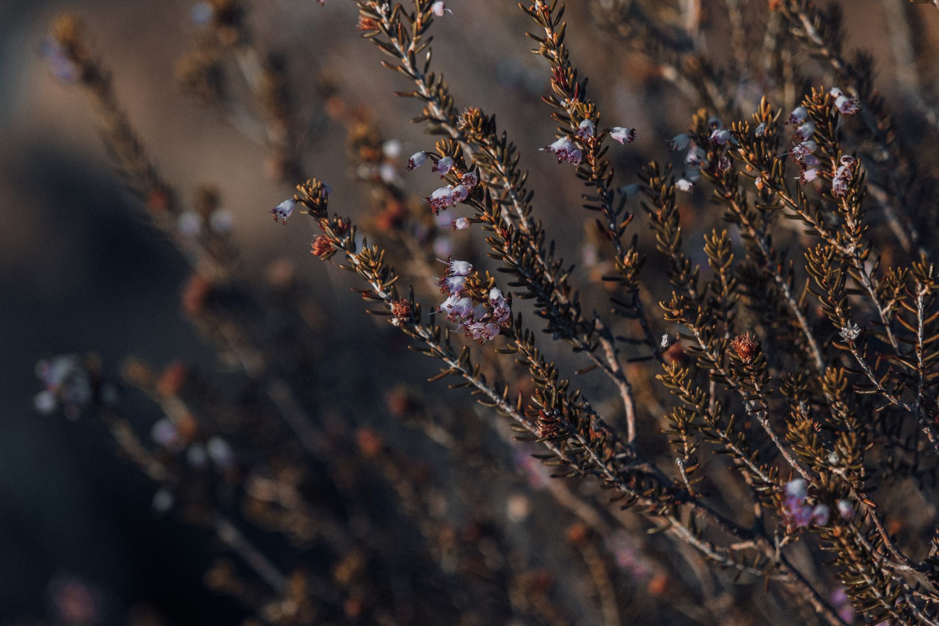 Detailed view of blooming heather branches in natural light, showcasing pink and white flowers.