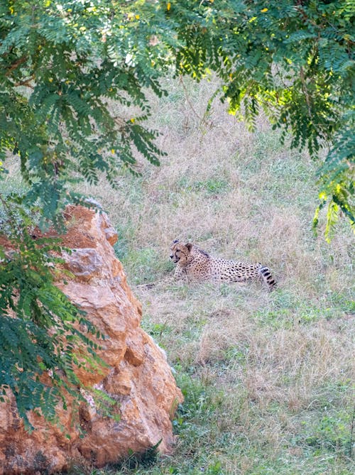 Free A cheetah scanning his land. Stock Photo