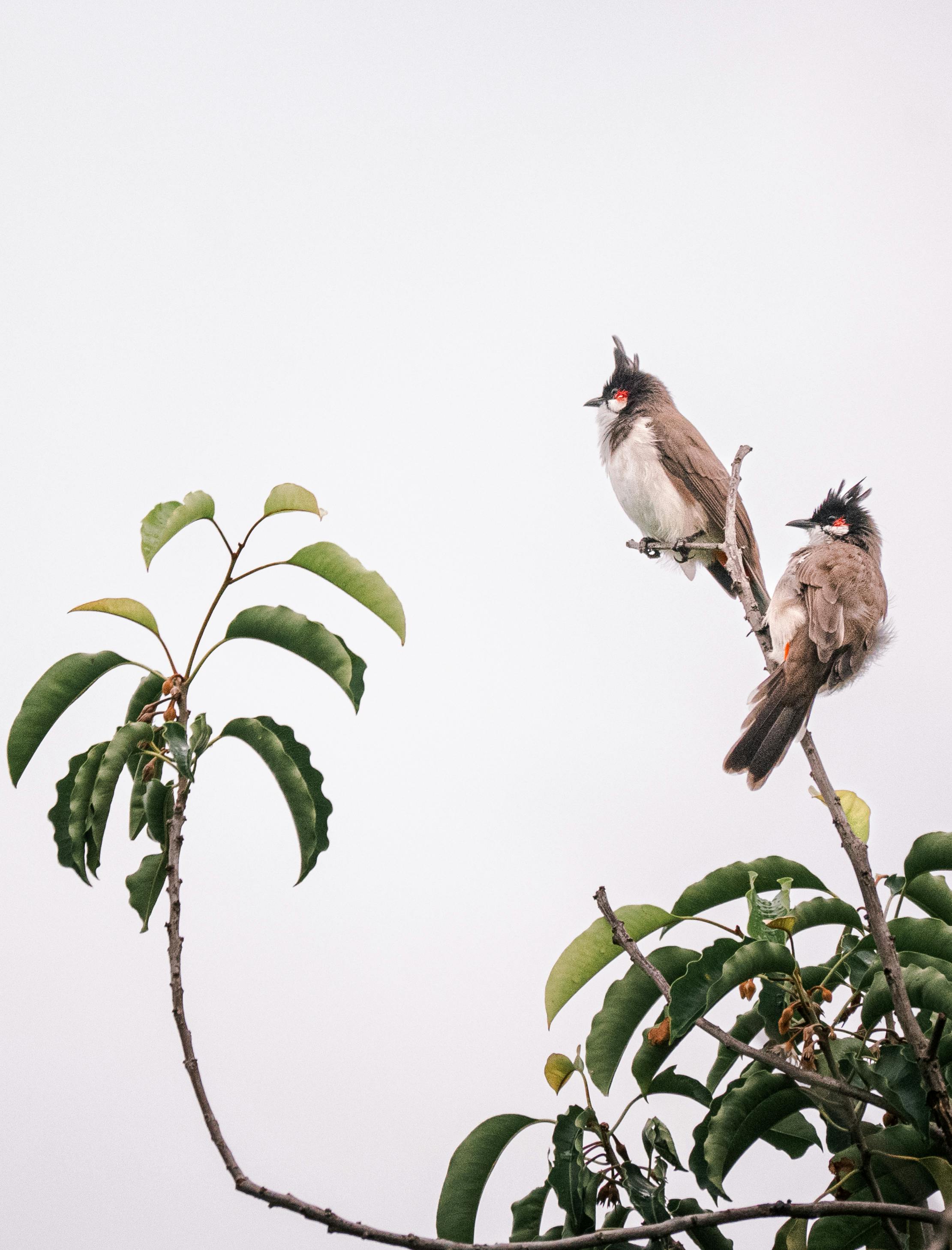 White Throated Red Rumped Bulbul Background And Picture For Free Download -  Pngtree