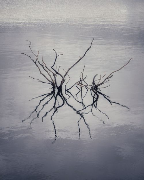 Free Minimalist image of branches reflecting in calm water at Wardle, England. Stock Photo