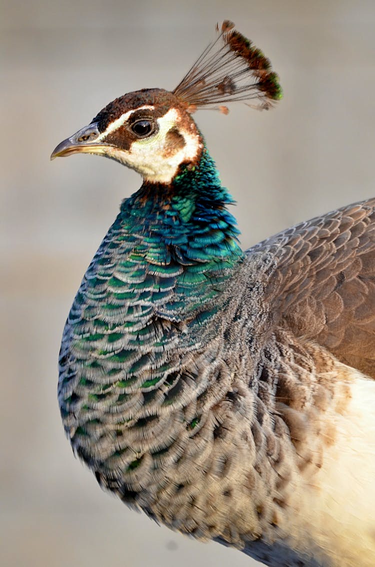 Close-Up Shot Of A Peafowl 