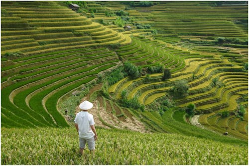 Back View of a Man on Agricultural Terraces