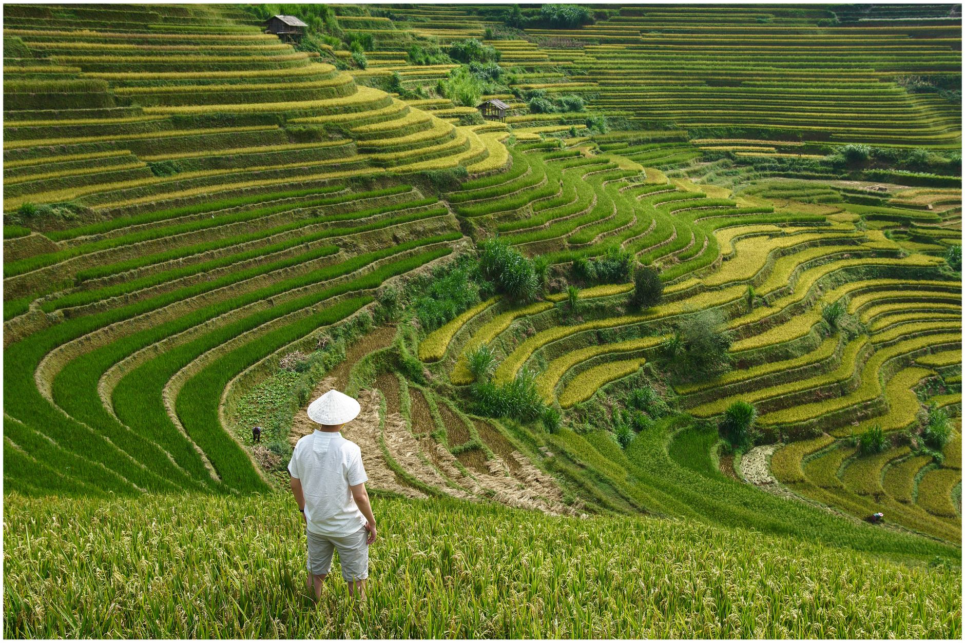 A man in a conical hat stands among the lush rice terraces of Yên Bái, Vietnam.