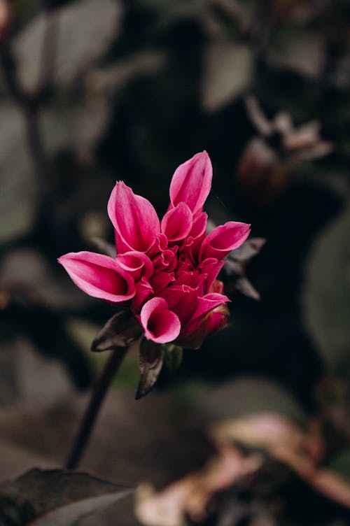 Pink Flower in Bloom