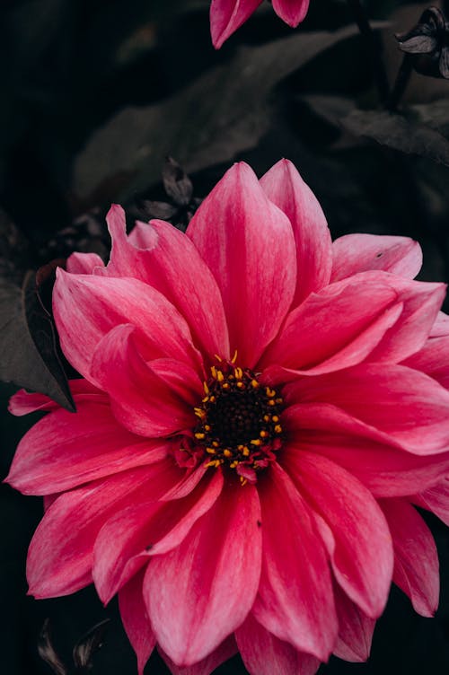 Pink Flower in Close-up Photography