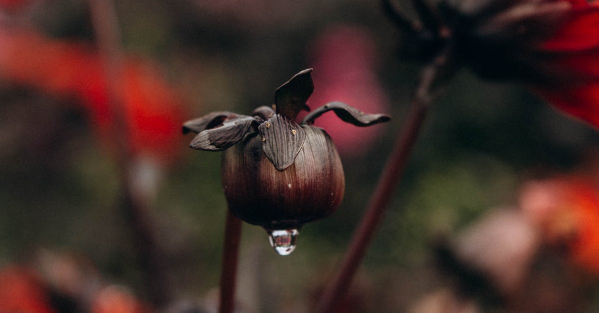 How often should you water a cactus garden