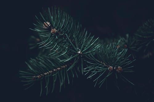 Základová fotografie zdarma na téma borové listy, borovice, bujný