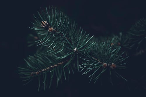 Close-Up Photo of Pine Leaves