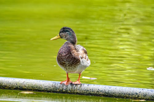 Imagine de stoc gratuită din apă, fotografie de animale, fotografie de păsări