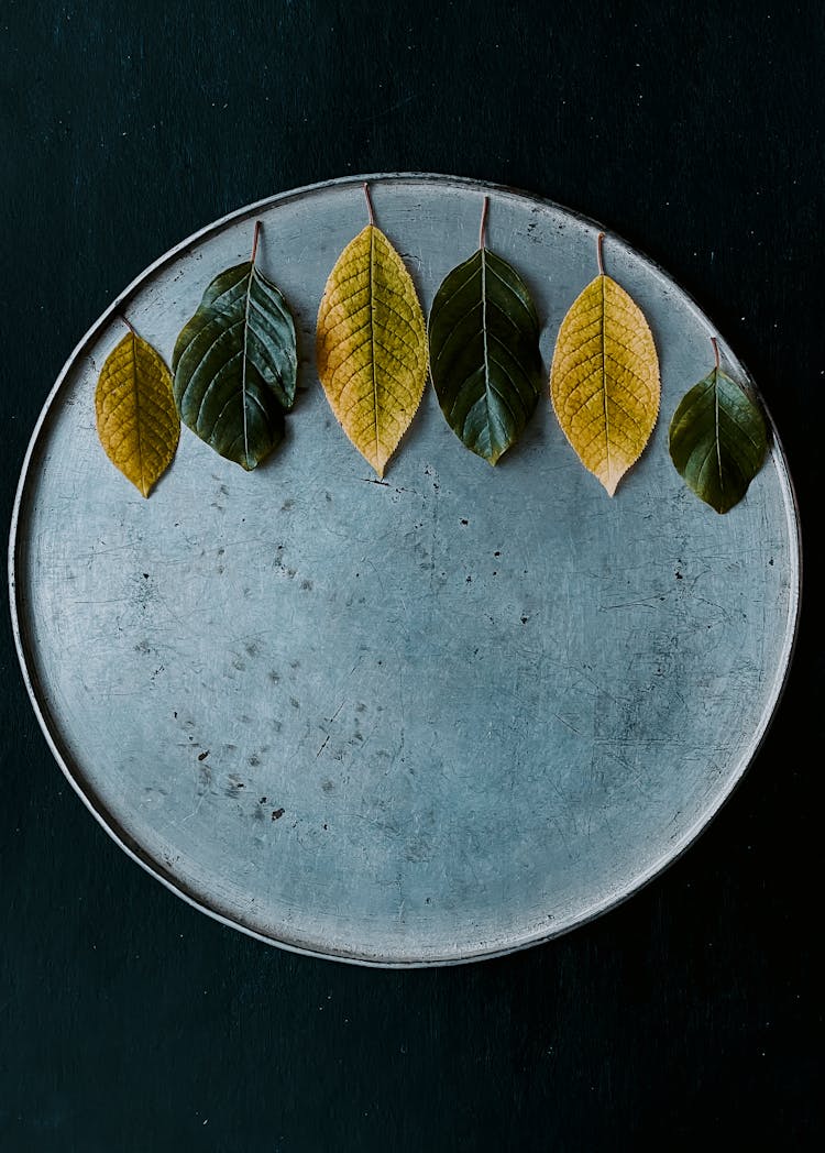 Tree Leaves Arranged On Tray