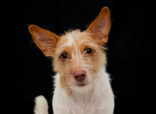 Kostenloses Stock Foto zu gucken, haustier, hund