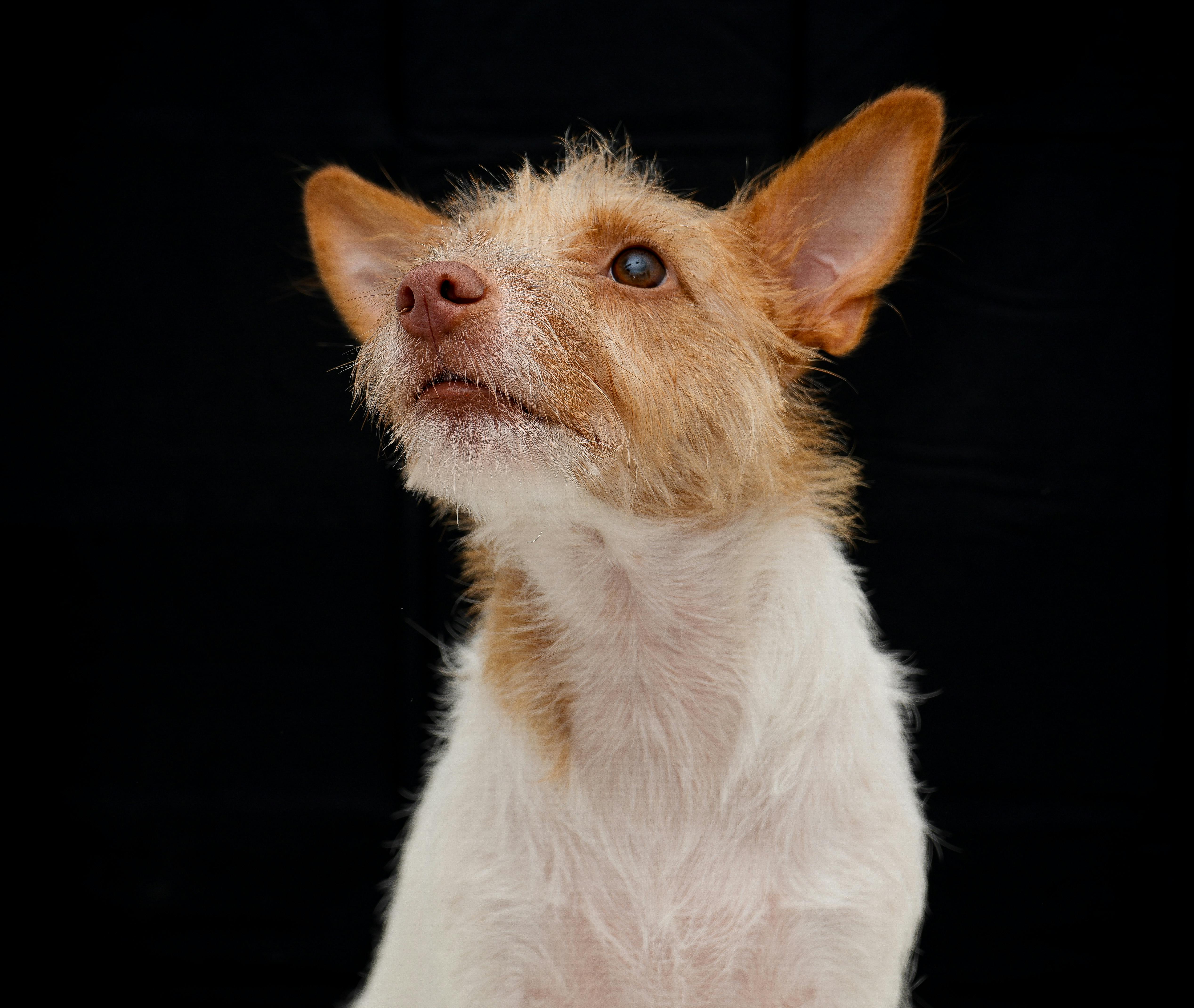 Royal Canin symposium urges earlier pet healthy aging conversations — Photo by larry penaloza on Pexels