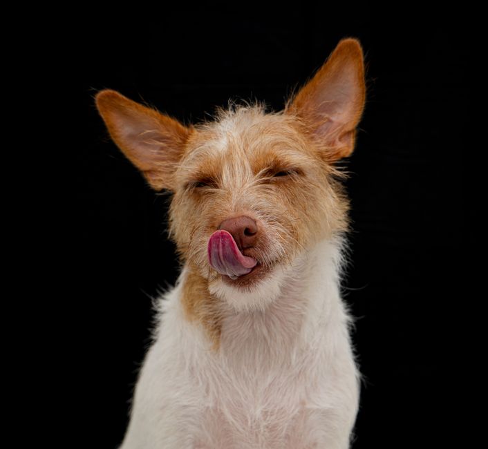 Royal Canin vs Hill's Science Diet: Sensitive Stomach & Allergy Care Close-up of a cute dog licking its nose, set against a solid black background.